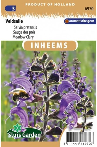 Veldsalie - Salvia pratensis-2