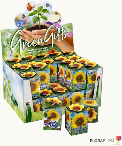 Ecogeschenke Sonnenblume 40 Stück in Versandkiste