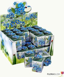 Ecogeschenke Vergissmeinnicht 40 Stück in Versandkiste