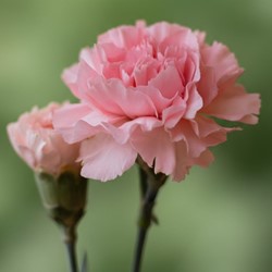 Nelke La France – Dianthus Chabaud