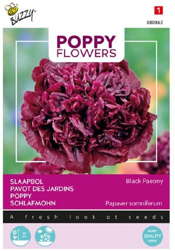 Mohn Black Paeony - Poppy Flowers