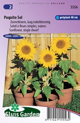 Sonnenblume Paquito Sol - Helianthus annuus