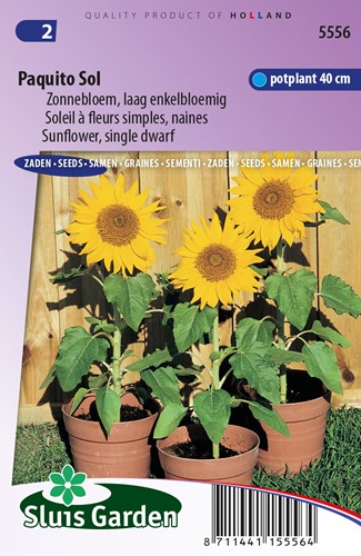 Sonnenblume Paquito Sol - Helianthus annuus