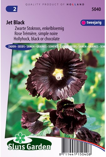 Stockrose Jet Black, einzelblumig