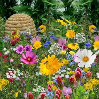 Tübinger Mischung fur Bienen und Schmetterling EKO / 500m2