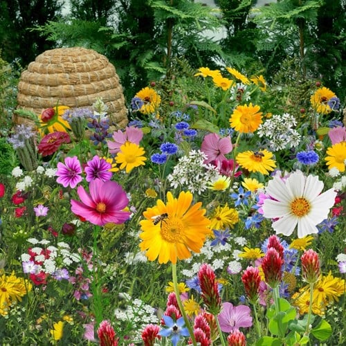 Tübinger Mischung fur Bienen und Schmetterling EKO / 500m2