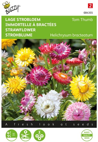 Strohblume Tom Thumb, Mischung – Helichrysum bracteatum