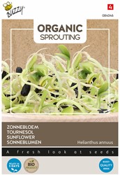 Organic sprouting Sonneblumen BIO – Helianthus annuus