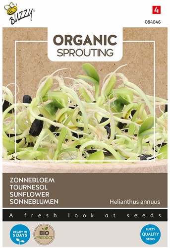 Organic sprouting Sonneblumen BIO – Helianthus annuus