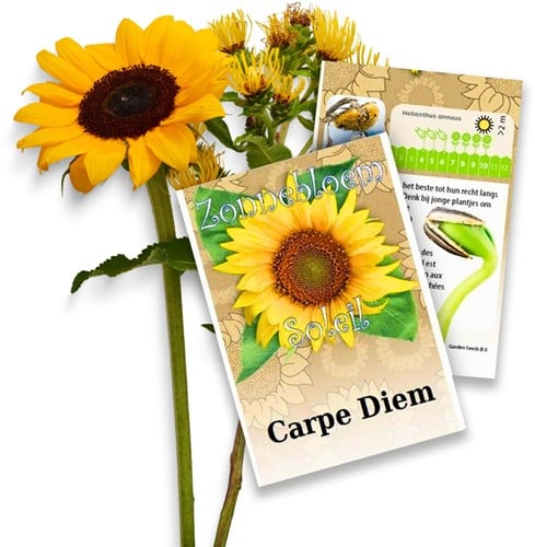 Personalisierte Werbegeschenke Samen Pakete Sonnenblumen 50 Stück